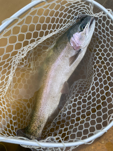 ニジマスの釣果