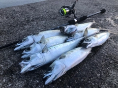 サバの釣果