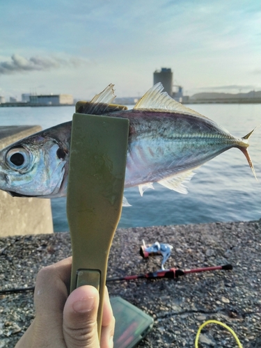 マアジの釣果