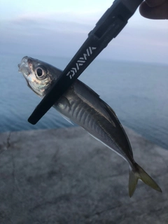 マアジの釣果