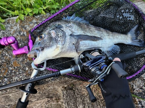 チヌの釣果