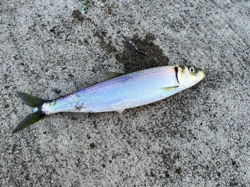 ニシンの釣果