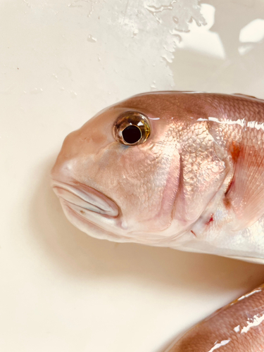 シロアマダイの釣果