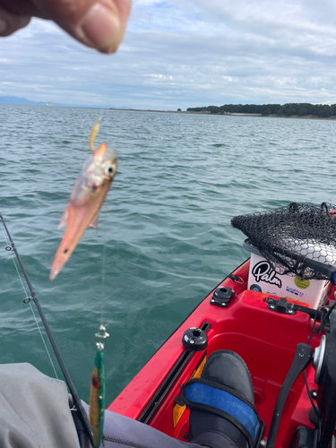 ネンブツダイの釣果