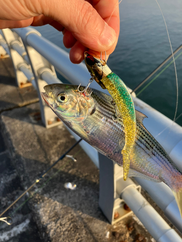 コノシロの釣果