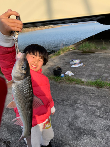 ニゴイの釣果