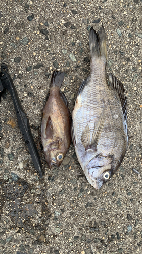 クロダイの釣果