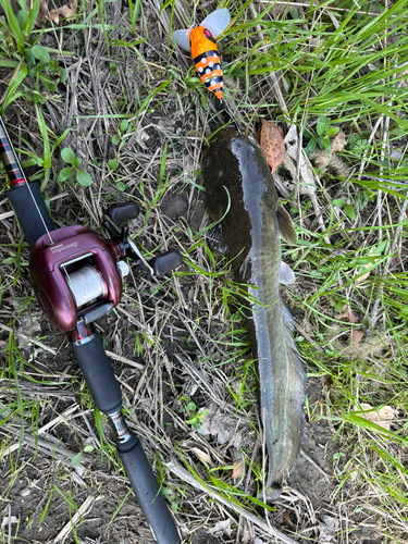 ニホンナマズの釣果