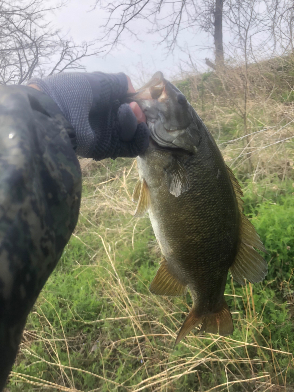 スモールマウスバス