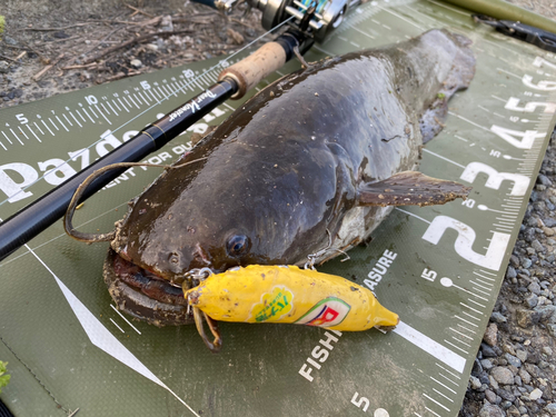 ナマズの釣果