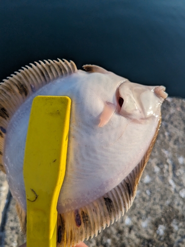 クロガシラガレイの釣果