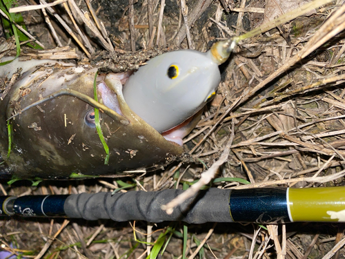 ナマズの釣果