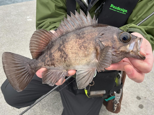 メバルの釣果