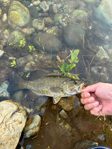 スモールマウスバスの釣果