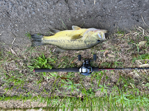 ブラックバスの釣果