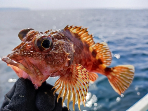 アラカブの釣果