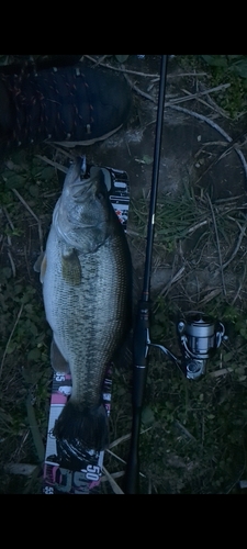 ラージマウスバスの釣果