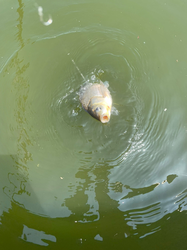 ヘラブナの釣果