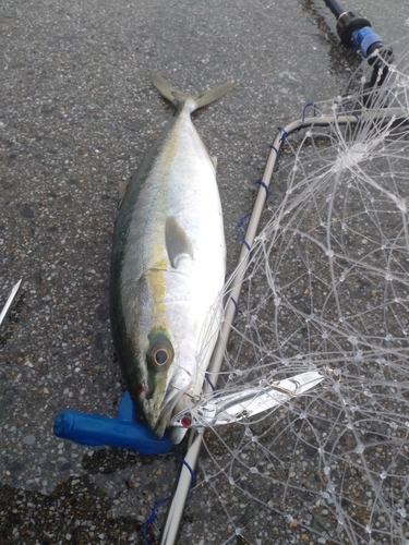 ヤズの釣果