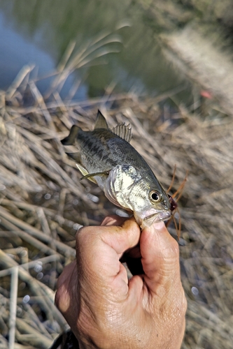 ラージマウスバスの釣果