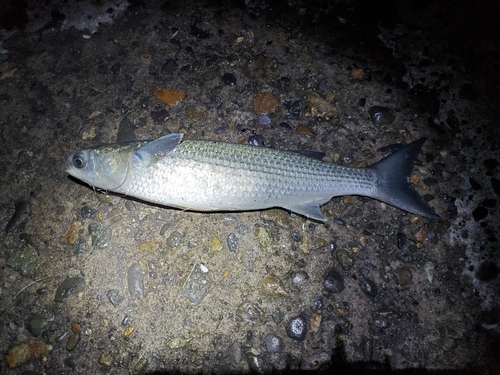 ボラの釣果