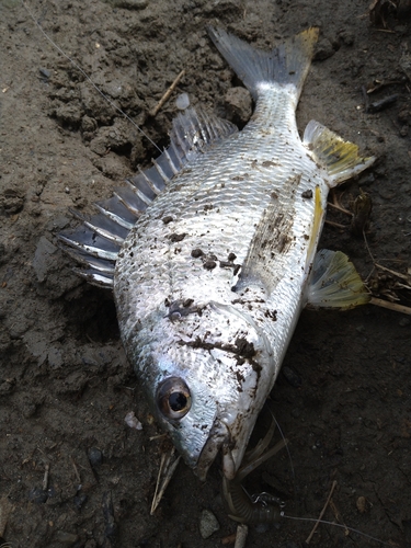 キビレの釣果