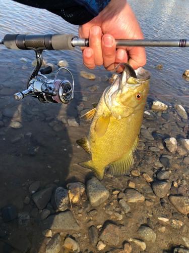 スモールマウスバスの釣果