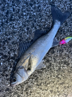 セイゴ（マルスズキ）の釣果