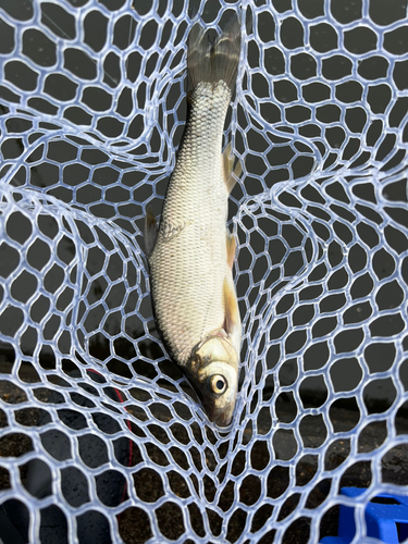 ワタカの釣果