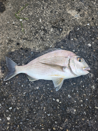 小湊漁港（鹿児島）