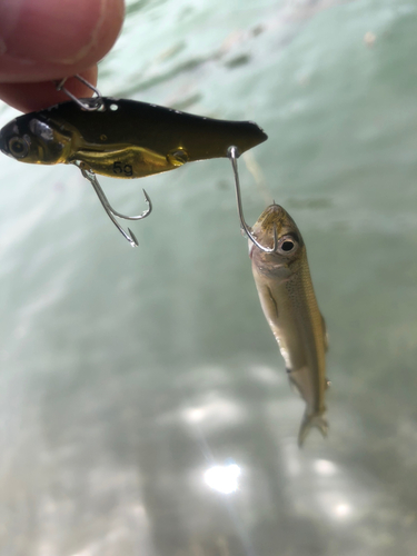 ワカサギの釣果