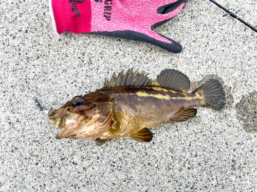 シマゾイの釣果