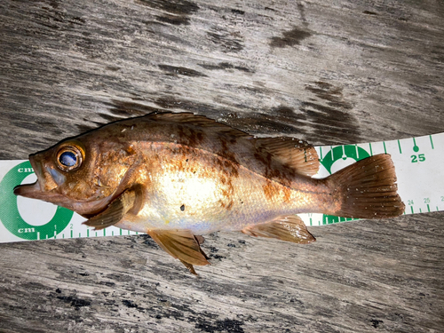 メバルの釣果