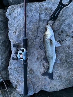 セイゴ（マルスズキ）の釣果