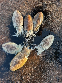 コウイカの釣果