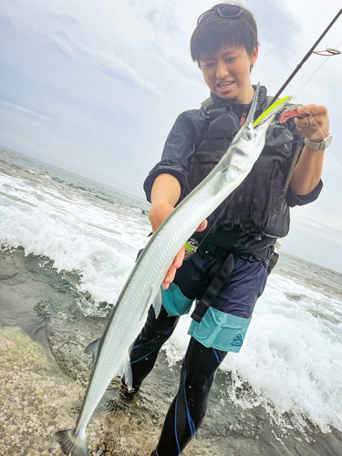 ダツの釣果