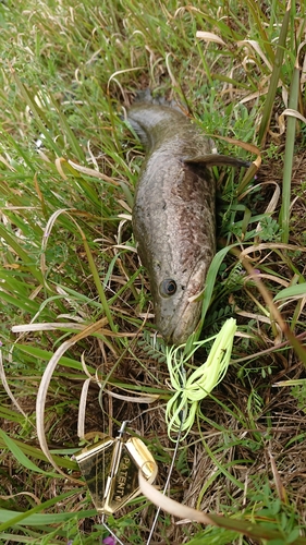 ライギョの釣果