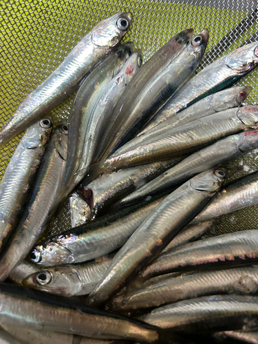 イワシの釣果