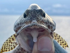 カンモンハタの釣果