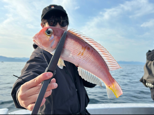 アマダイの釣果