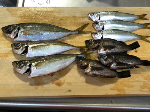 アジの釣果