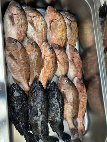 マダイの釣果