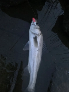 セイゴ（マルスズキ）の釣果