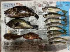 アジの釣果