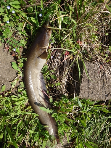 ニホンナマズの釣果