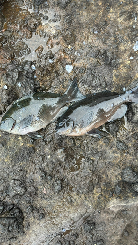 メジナの釣果