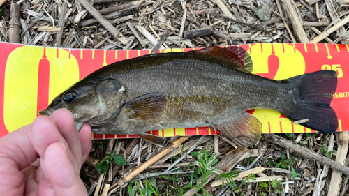 スモールマウスバスの釣果