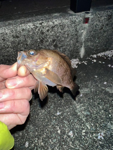 メバルの釣果