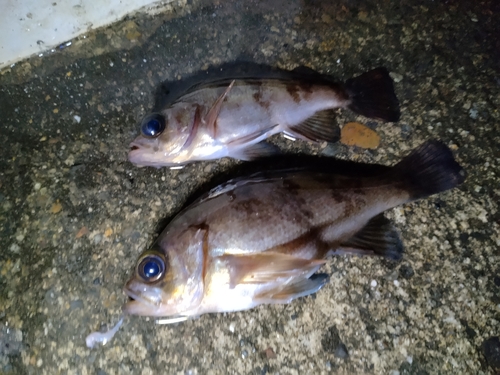 メバルの釣果