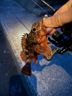 カサゴの釣果